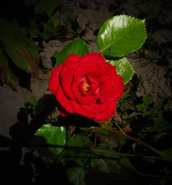 rote Rose