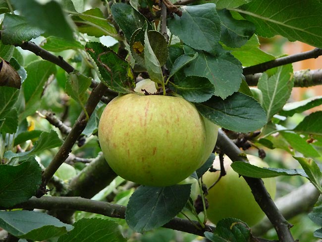 Apfel